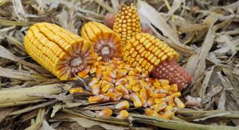 Попри зниження світових цін на кукурудзу, в Україні вони продовжують зростати Рис.1