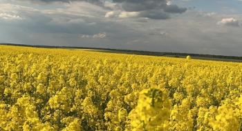 Українські фермери не поспішають контрактувати ріпак нового урожаю Рис.1