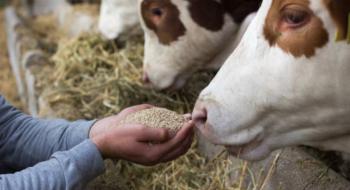 Уряд майже вдвічі збільшив ліміт на кредити для виробників тваринницької галузі Рис.1
