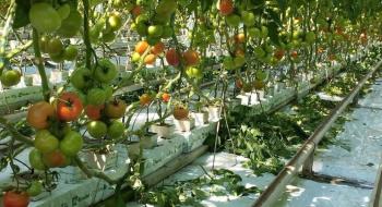 В теплицях «Агроконцерну» збирають 40 кг/м2 томатів Рис.1