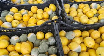 В Україну не пустили 1,5 тонни лимонів і 1,3 тонни кабачків з пестицидами Рис.1