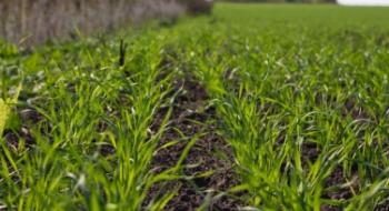 86% посівів озимих зернових культур знаходяться в доброму стані Рис.1
