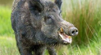 Африканська чума свиней змушує Данію зводити паркан на кордоні з Німеччиною Рис.1