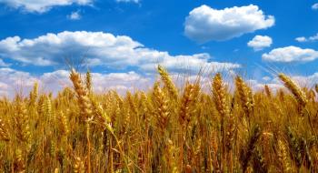 Аграрії просять посприяти відновленню нормальної торгівлі зерном Рис.1