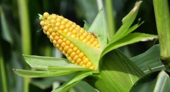 Агрохолдинги кукурудзою і соняшником «вбивають» родючі ґрунти Рис.1