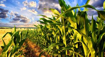 Агротрейд засіяв кукурудзяні поля насінням власного виробництва Рис.1
