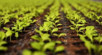 AgTech - перша в світі автоматизована система росту рослин, яка розмовляє Рис.1