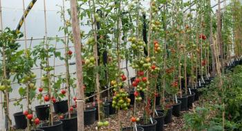 Активний експортний попит провокує стрімке зростання цін на тепличний томат в Україні Рис.1