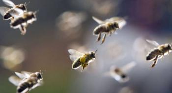  Бджоли вимагають порозуміння Рис.1