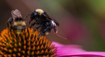 Бджоли з крихітними сенсорними рюкзачками допоможуть фермерам стежити за врожаєм Рис.1