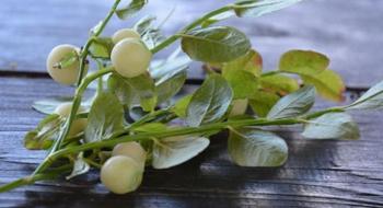 Біла чорниця - містична ягода-альбінос Рис.1