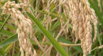 «Білі жнива»: на Херсонщині зібрали понад 47 тис тонн рису Рис.1