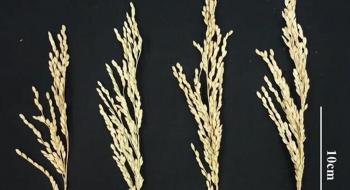 Біоінженери збільшили врожайність рису на 27% Рис.1