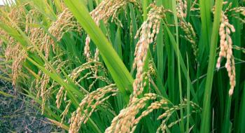 Біологи створили сорт рису, який може виробляти насіння без участі другої рослини Рис.1