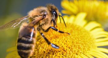 Пестициди пошкоджують пам'ять у бджіл Рис.1