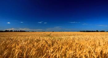 Через посуху аграрії недоотримають 8-10% врожаю озимої пшениці Рис.1