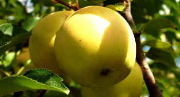Ціни на українське яблуко сорту «Голден Делішез» побили антирекорд Рис.1