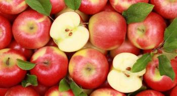 Цьогоріч врожай яблук щедрий та ранній Рис.1