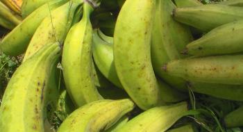 CRISPR допоміг вченим позбавити африканські банани від вірусу Рис.1