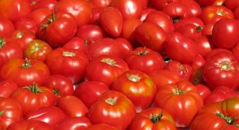 До України не пустили заражені помідори з Туреччини Рис.1