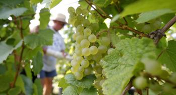 Дослідники вивели генетично стійкі до цвілі сорти винограду Рис.1