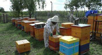 Експерти розповіли, як відбуватиметься страхування бджіл Рис.1
