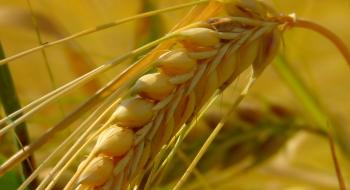 Експорт зернових перевищив 8,8 млн тонн Рис.1