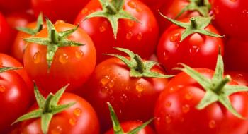 Експортний попит на томати в Україні падає, проте ціни продовжують активно зростати Рис.1