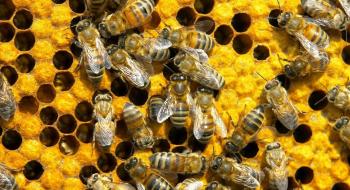 ФАО роздала 150 сімей бджіл і все для бджільництва в східній Україні Рис.1