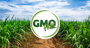 Фермери США можуть відмовитись від ГМ-буряка на користь звичайних сортів або цукрової тростини Рис.1