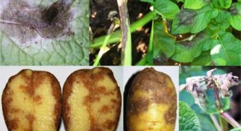 Фітофтороз занесений з Європи може погубити урожай картоплі в Індії Рис.1