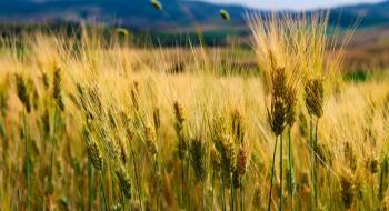 Фітосанітарні вимоги прямо впливають на прибутковість зерна Рис.1