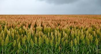 Французький фермер розповів про переваги вирощювання сорго Рис.1