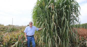 Ген засухостійких різновидів сорго можуть впровадити в зернові культури Рис.1