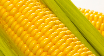 Генетики розібралися в заплутаній історії одомашнення кукурудзи Рис.1