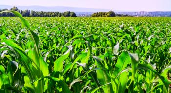 ГМО-бактерії замінять хімічні добрива та скоротять викиди парникових газів Рис.1
