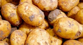 Картоплі зроблять врізку генів для підвищення стійкості до хвороб Рис.1