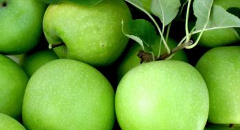 Майже чверть врожаю яблук в Україні припадає на сорт "Голден Делішес" Рис.1