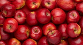 Мінагрополітики виділить 100 мільйонів на холодильники для зберігання яблук Рис.1