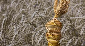 Міжнародному консорціуму вчених вдалося майже повністю розшифрувати геном пшениціі