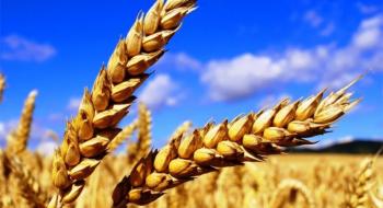 На біржах триває спекулятивне падіння цін на пшеницю Рис.1