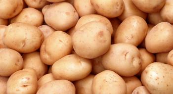 На Херсонщині виростили низькокалорійну картоплю Рис.1
