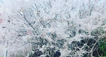 На московських вулицях пройшов «сніг» з павутини гусениць Рис.1