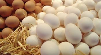 ОАЕ вподобали українські яйця та стали найбільшим покупцем Рис.1