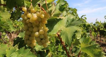 Одеська область першою в Україні склала повний кадастр виноградників Рис.1