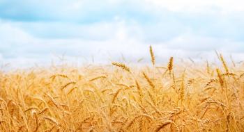 Опублікований проект нового стандарту на пшеницю Рис.1