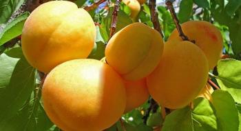 Перелік фунгіцидів для захисту абрикосу навесні Рис.1