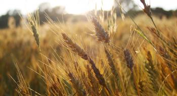 Підвищений вміст вуглекислого газу в повітрі пішов на користь озимій пшениці Рис.1