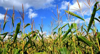 Посівна-2018: Кукурудзою засіяно більше половини запланованих площ Рис.1