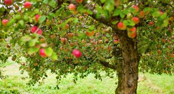Повний назад - садівники України масово позбуваються від продуктивних яблуневих садів Рис.1